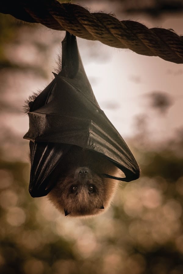 10+ Interesting Bat Facts That Are Fascinating And Will Amaze You