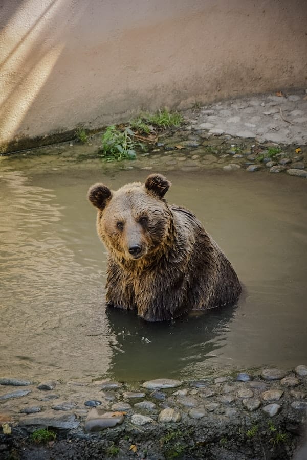 10+ Interesting Bear Facts That Will Amaze You