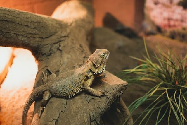 How To Tell If Your Bearded Dragon is Happy – 5 Common Signs