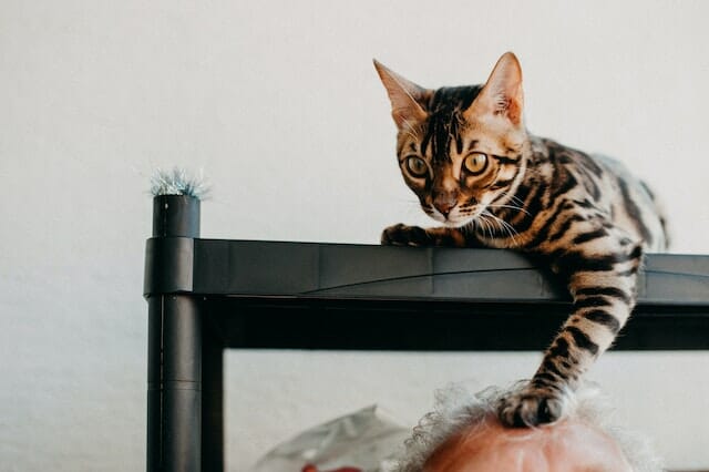 What is a Bengal Cat? Unleash the Secrets of this Exotic Cat Breed