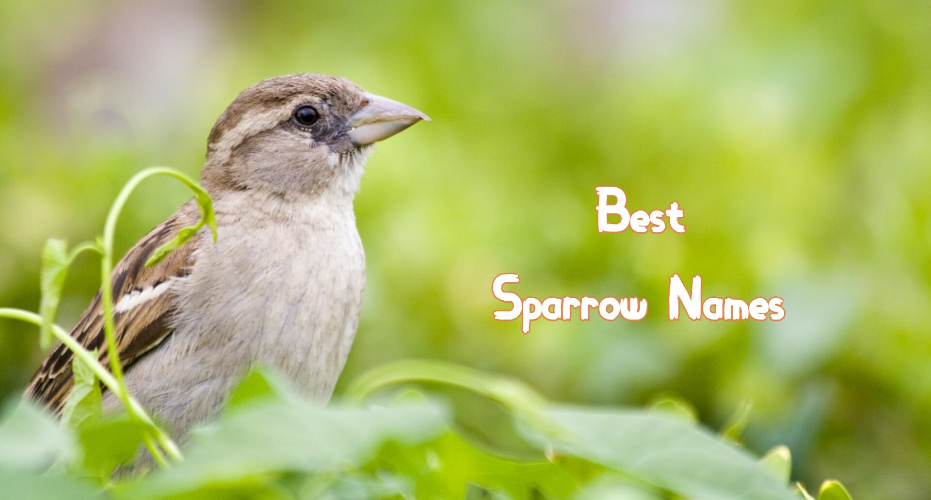 230+ Best Sparrow Names – Best Ways To Name Your Pet Sparrow
