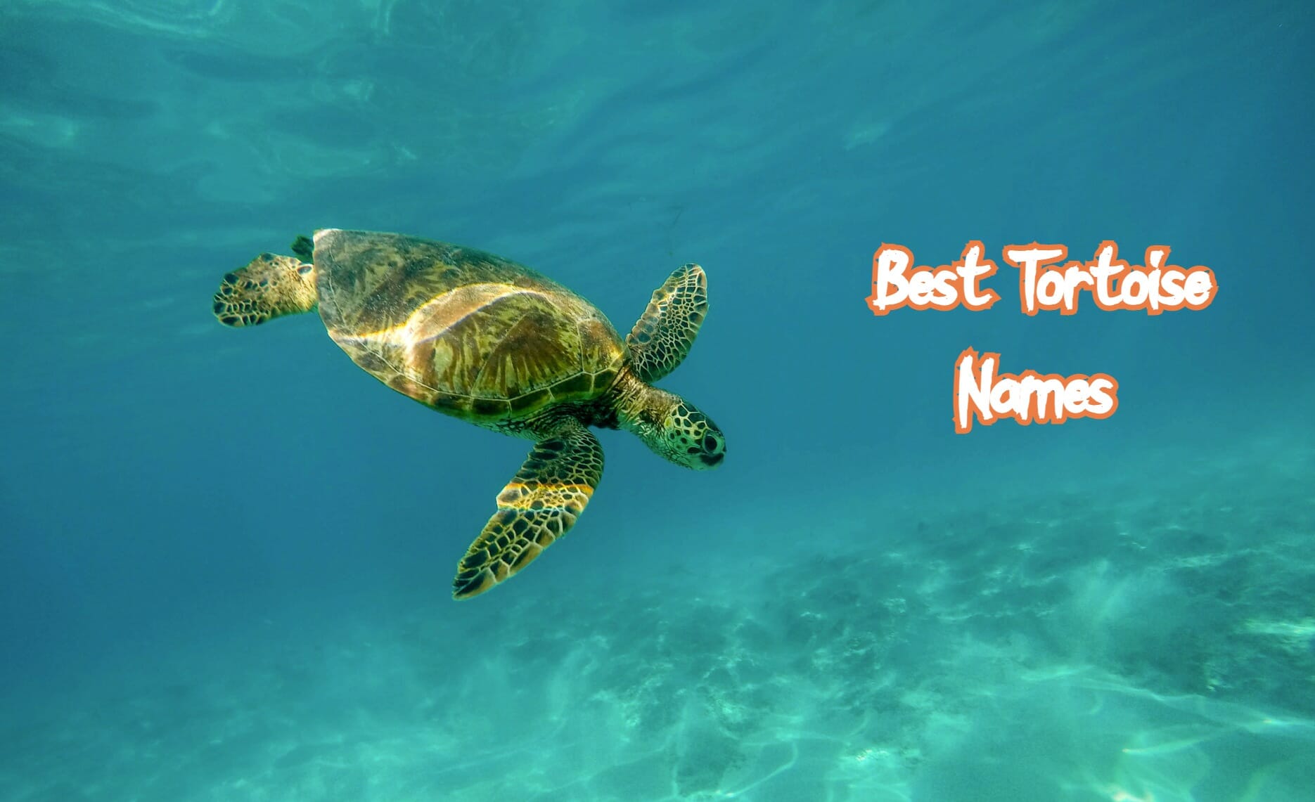 190+ Best Names for Pet Tortoises – Male, Female, Unisex Tortoise Names