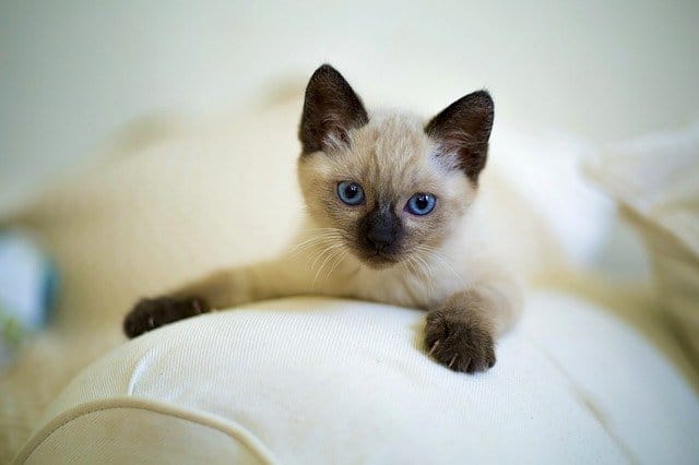 70+ Unisex Siamese Cat Names For Your Adorable Siamese Kitten