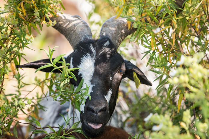 Black And White Goat Names – 120+ Names For Black Or White Goats