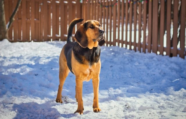 The Perfect Family Pet: 9 Popular Types of Hound Dogs