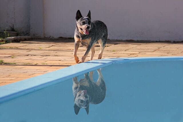 What is a Blue Heeler? A Guide to This Remarkable Breed