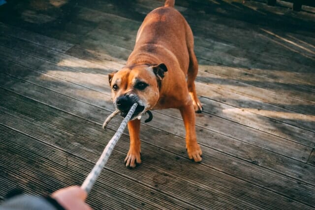 A Comprehensive Guide: 7 Common Boxer Dog Behavior Problems