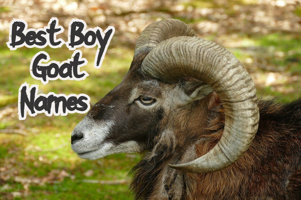 60 Best Boy Goat Names Ideas | Funny Names For A Boy Goat