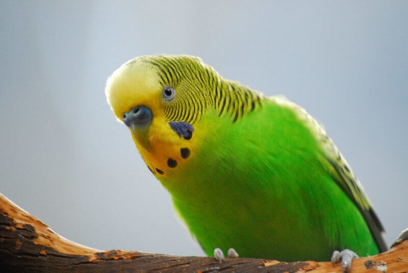 Budgie Names – The 500 Most Popular Names for Budgies