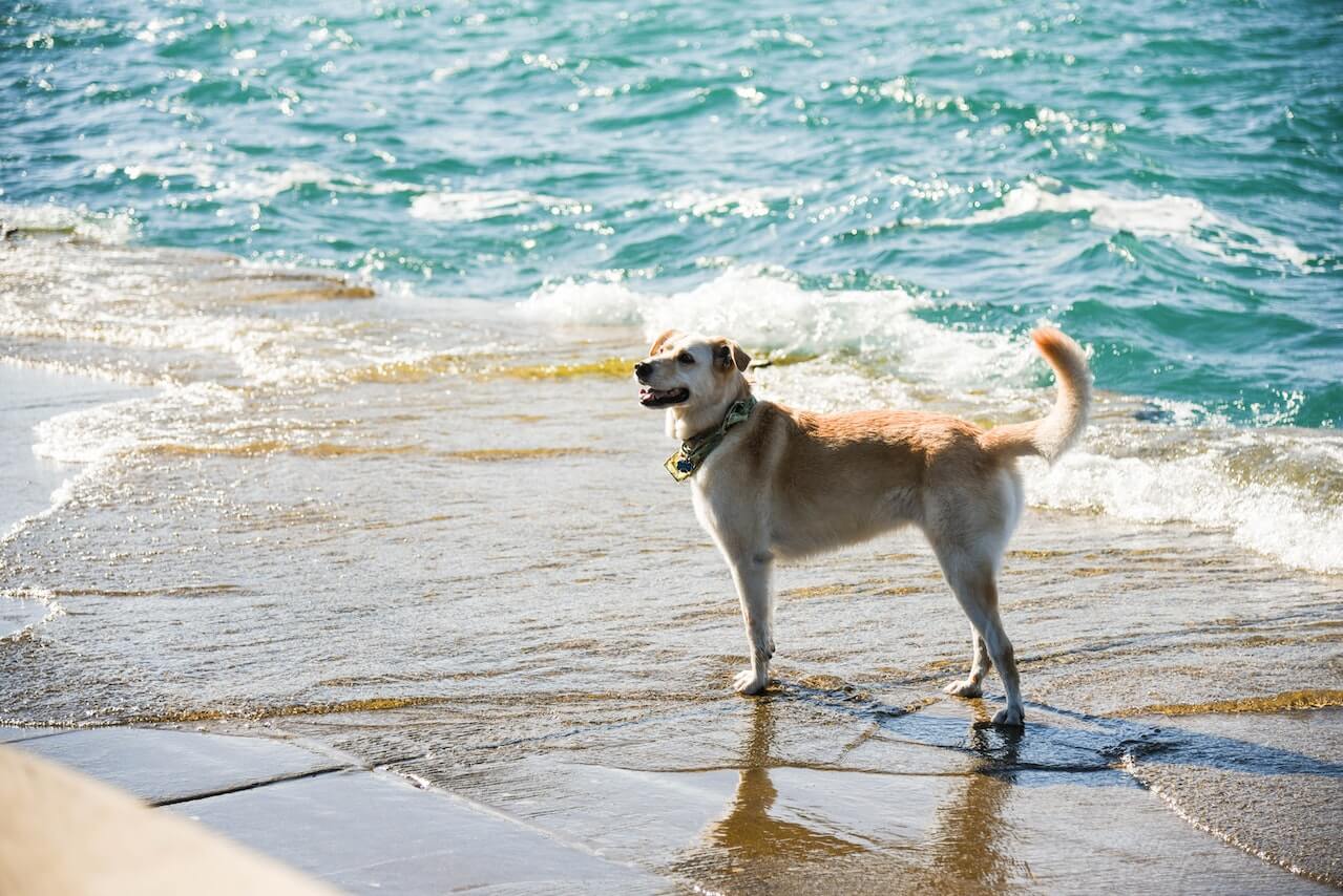 Can Dogs Drink Saltwater? Symptoms and Prevention