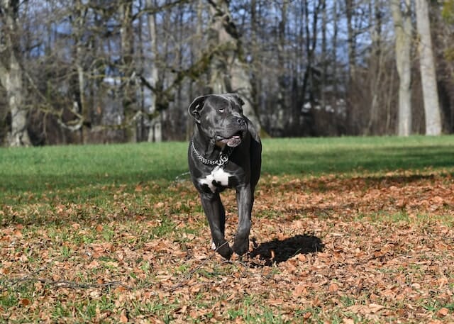 What is a Cane Corso? The Ultimate Family’s Dog Guardian