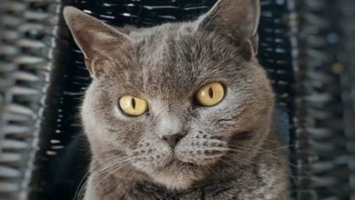 Top 30 Best Female Chartreux Cat Names
