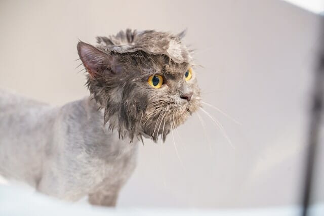Should I Bathe My Cat? The Ultimate Guide to Bathing Cats