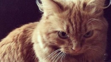 Top 75 Best Orange Cat Names For Female Kittens