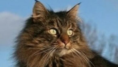 Top 40 Best Female Norwegian Forest Cat Names