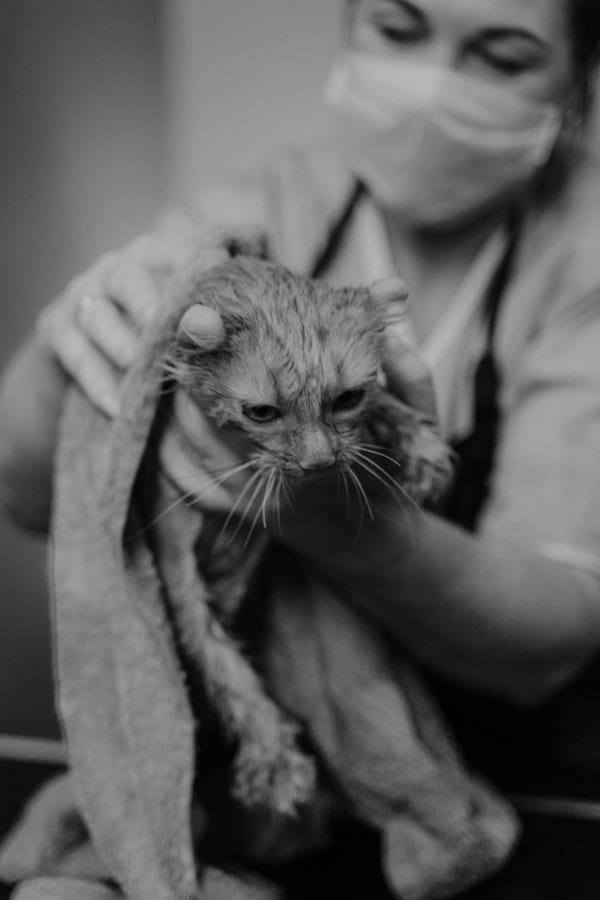 Answered: How Often Should I Groom My Cat?