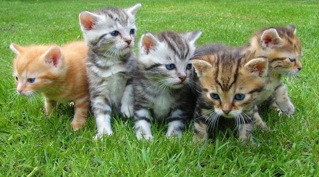 How Many Cats Are There in the World? Facts on Cat Population