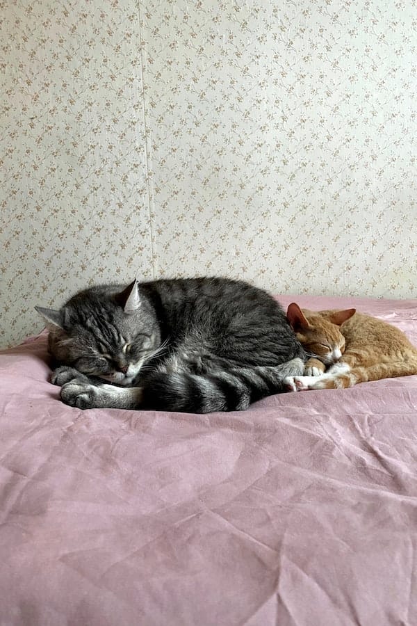 4 Tips & Tricks on How to Get Your Cat to Sleep With You