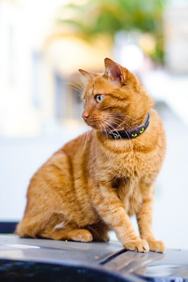 Answered: Should You Get a Pet Tracker For Your Cat?