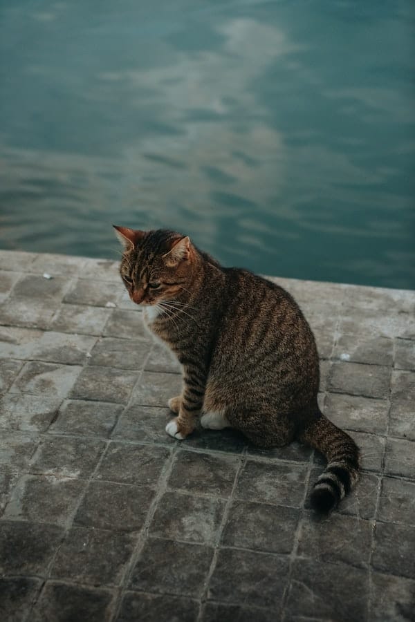 7 Reasons Why Do Cats Hate Water And How To Help Your Cats