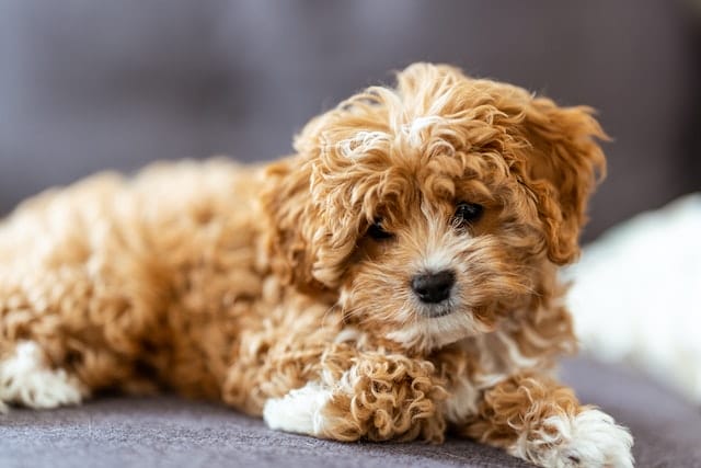 What is a Cockapoo: A Detail Guide for Prospective Owners