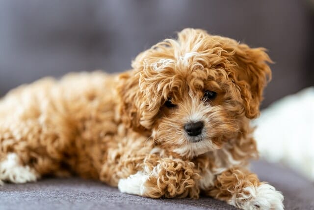 What Is a Cavapoo? Understanding The Popular Crossbreed