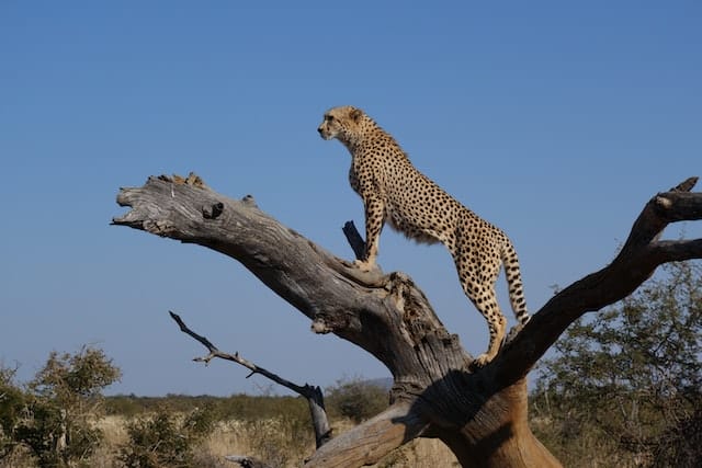 10+ Interesting Cheetah Facts That You Probably Didn’t Know