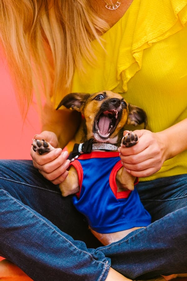 4 Common Reasons Why Chihuahuas Are So Aggressive