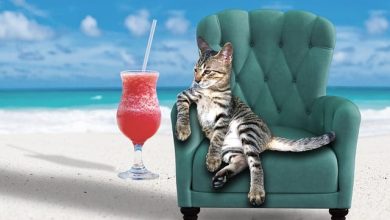 130+ Alcohol Inspired Cat Names – Cocktail, Wine, Liquor Cat Name Ideas