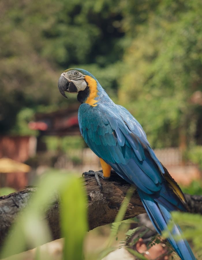 Macaw Names: 420 Ultimate List to Choosing a Name for Your Pet Macaw