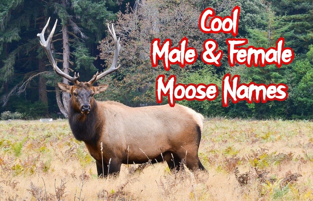 200+ Cool Male and Female Moose Names | PetPress