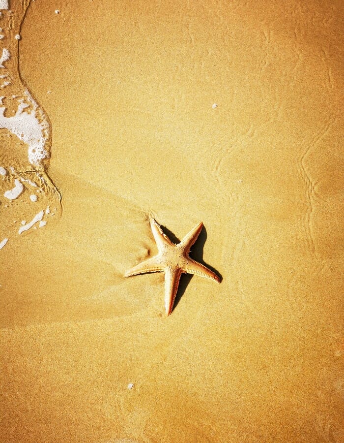 180+ Starfish Names: The Most Interesting Names for Starfish