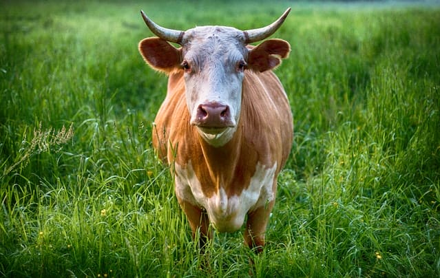 10+ Interesting Cow Facts That You Probably Didn’t Know