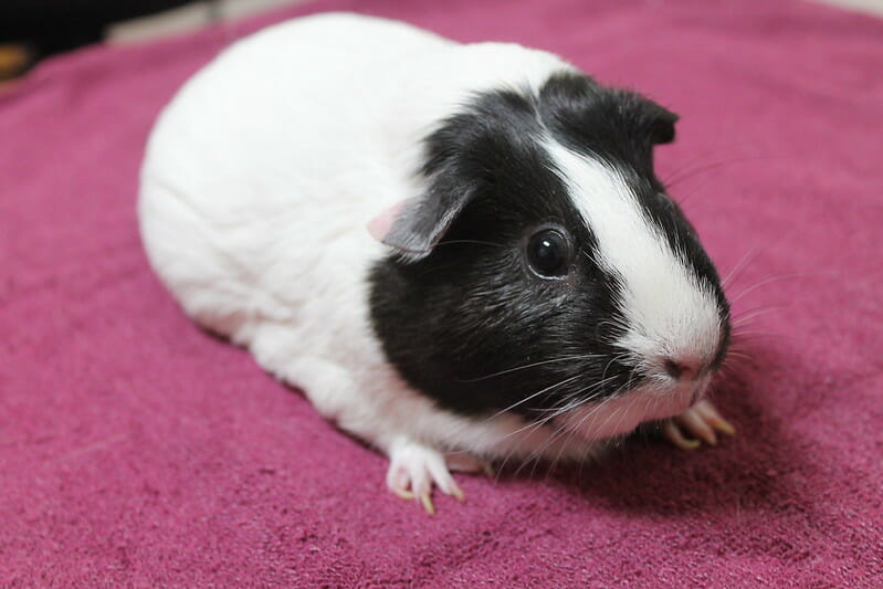80+ Best Black And White Guinea Pig Names For Your Cute Pet