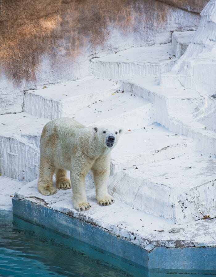 190+ Polar Bear Names: The Most Adorable Names for Baby Polar Bears