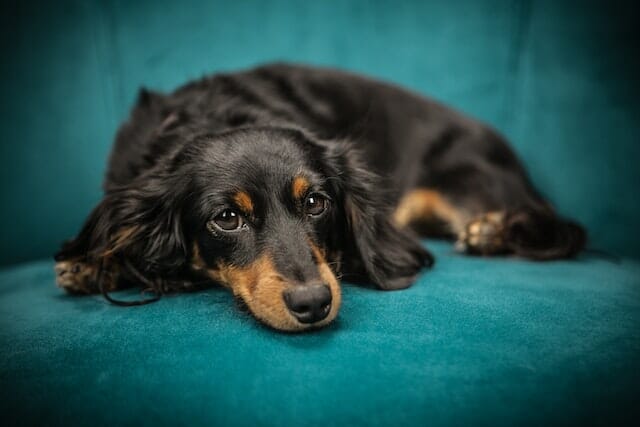 Taming the Wild: Dealing with Dachshund Behavior Problems