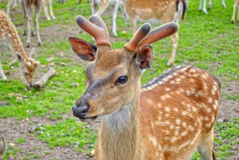 Deer Names – Over 250 Great Ideas For Naming Your Deer (2021)