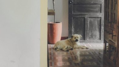 Why Are Dogs Afraid of The Vacuum Cleaner – 5 Reasons To Know