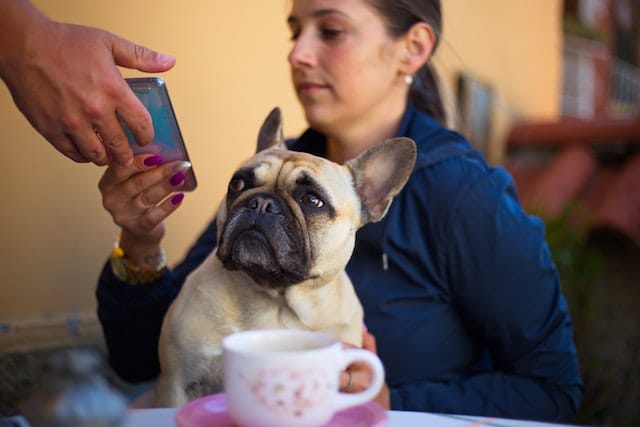 10 Best Apps to Track Your Pet’s Health: Keeping Your Pet Healthy