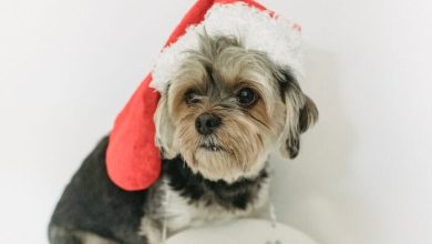 How Do You Celebrate Christmas With a Dog? 4 Tips For You