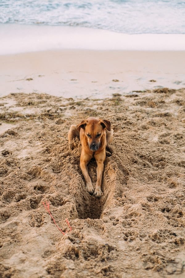 3 Reasons Why Do Dog Dig Holes & Ways to Manage It