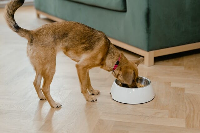 Is Raw Food Actually Good For Dogs? Facts You Should Know