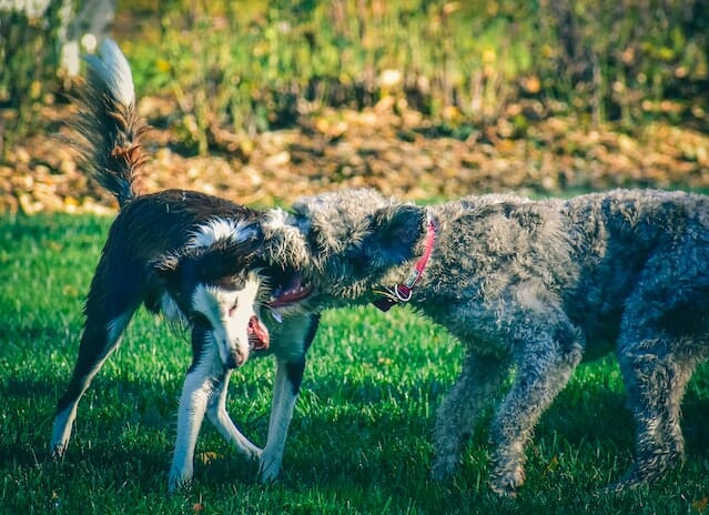 What Is a Bait Dog? Understanding the Cruel Practice