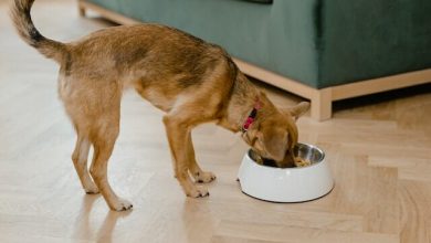 What is a Dog’s Favorite Food? 7 Healthy Foods For Your Dog