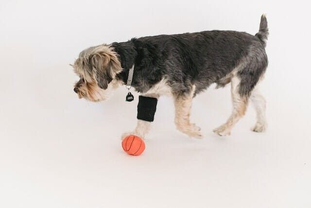 A Comprehensive Guide: The Best New Tech for Dogs in 2023