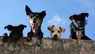 When Does a Dog Stop Growing? Facts about Dog’s Maturity