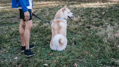 Why Do Dogs Have Tails? 4 Reasons And Purposes of Dog’s Tails