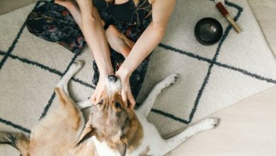 7 Reasons Why Does My Dog Hump Me And How To Stop It