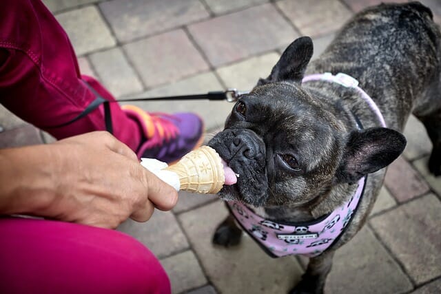 10 Best Homemade Dog Ice Cream Recipes for Your Furry Friend