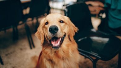Do Dogs Have a Sense of Humor? Facts About a Canine’s Laugh